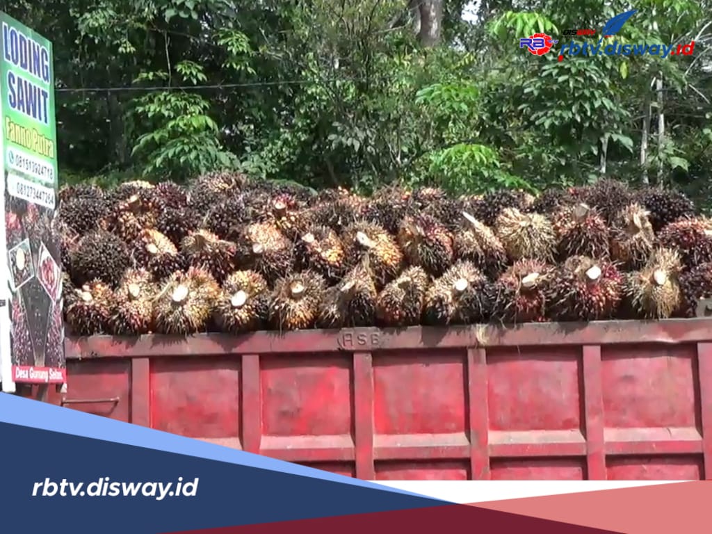 Harga TBS Tiap Pabrik di Bengkulu Utara Beda Nasib, Tertinggi Segini 