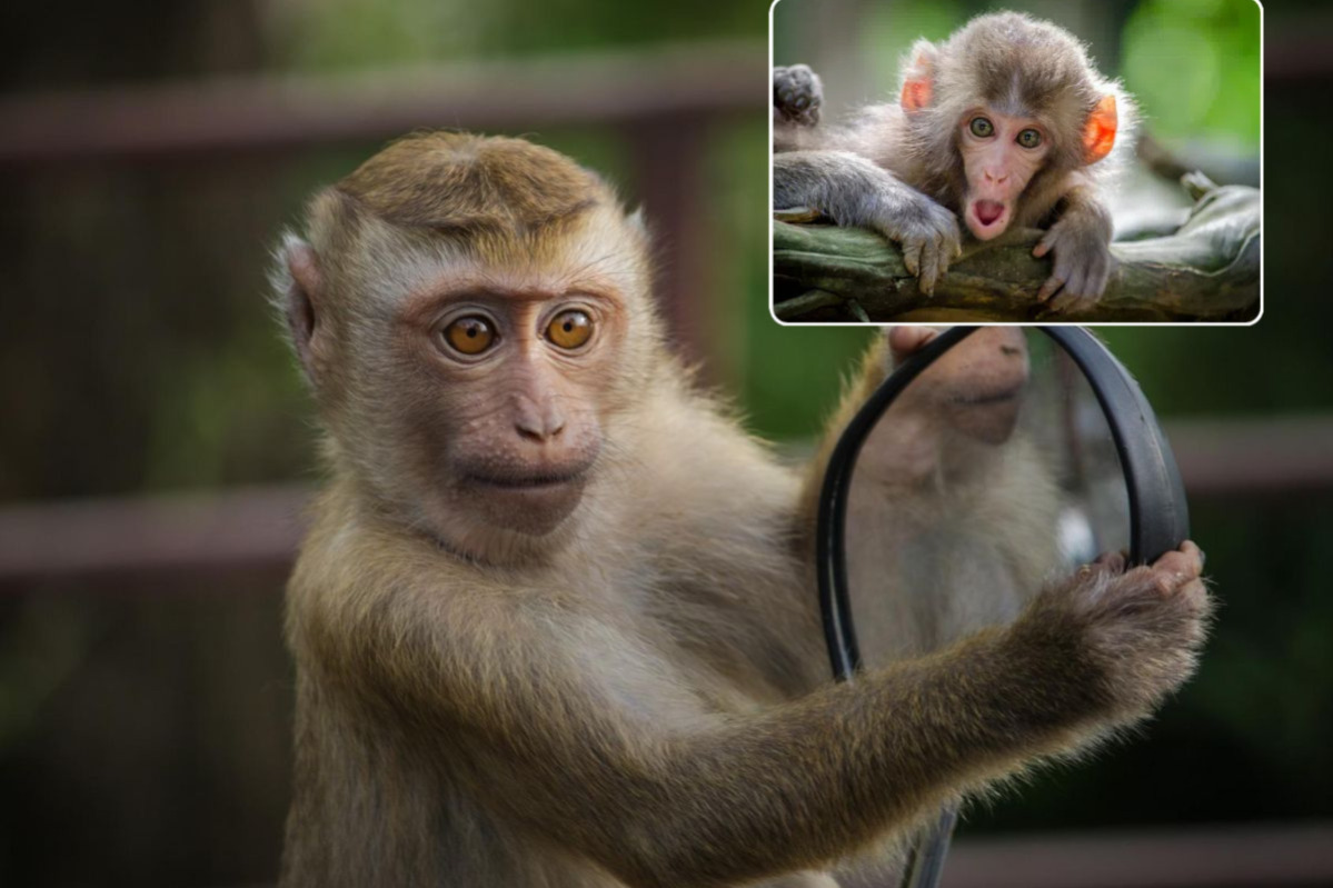 Tafsir Monyet Masuk Rumah Menurut Primbon Jawa, Katanya Ada Pertanda yang Disampaikan