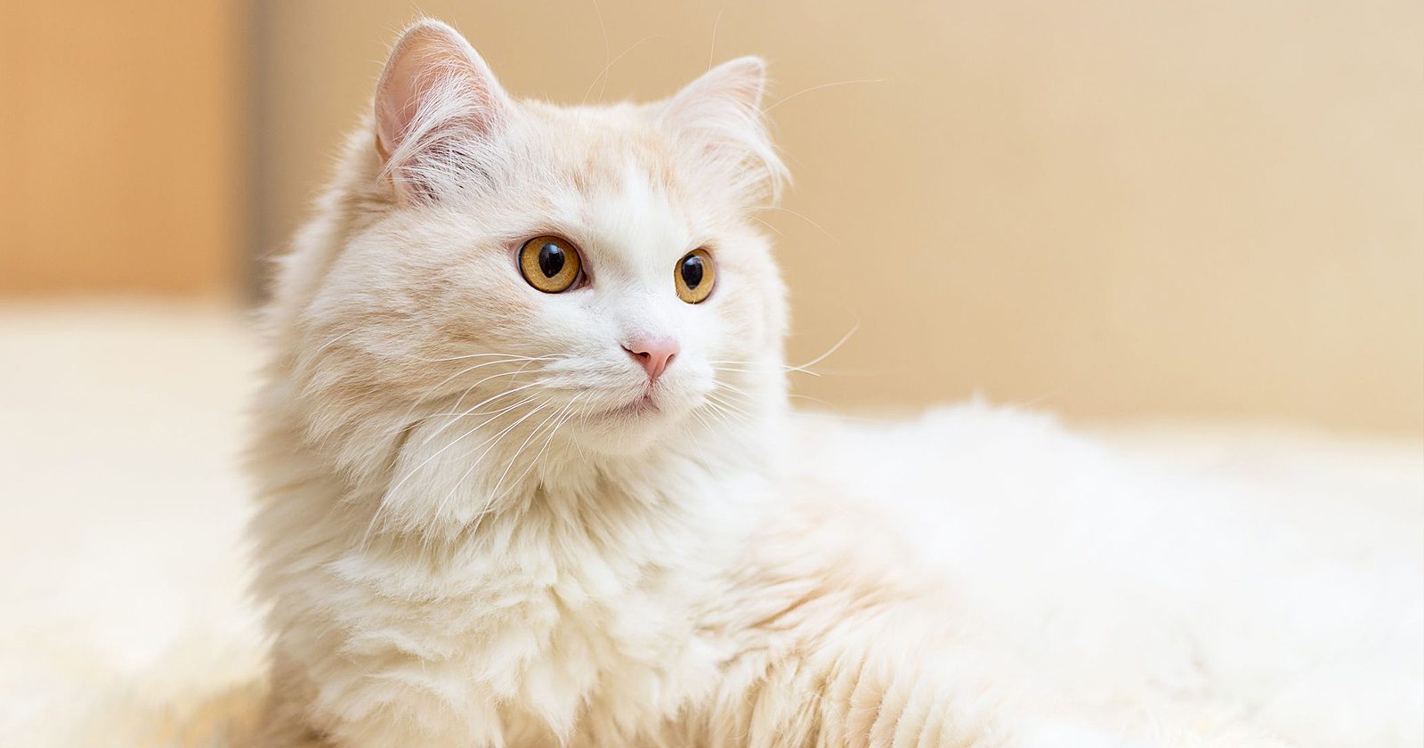 Ini Rahasianya agar Bulu Kucing Tidak Rontok serta Tips Bagi Pemilik Kucing Pemula