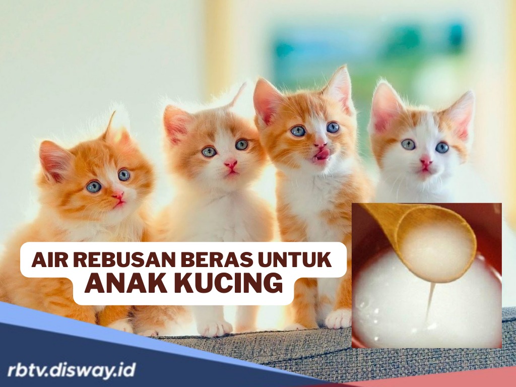 Manfaat Air Rebusan Beras untuk Anak Kucing Tanpa Ibu