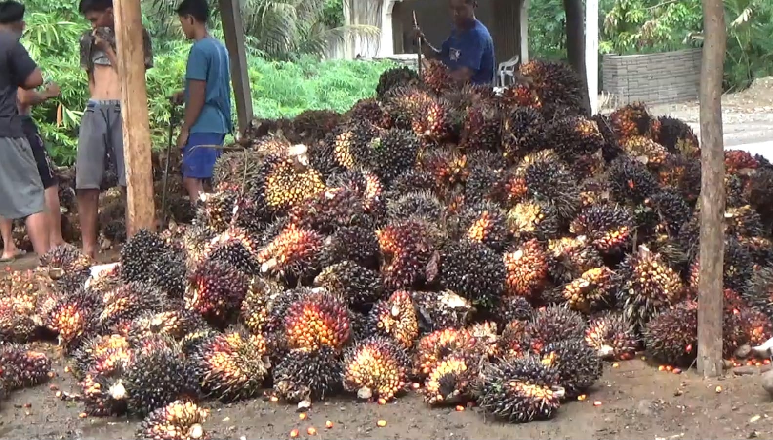 Harga Terbaru TBS Kelapa Sawit di Bengkulu Utara Periode Awal Juni 2025