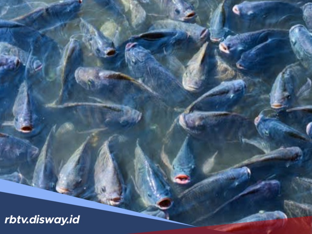 Banyak Cuannya, Ini Tips Budidaya Ikan Nila Bagi Pemula Biar Gak Ambyar