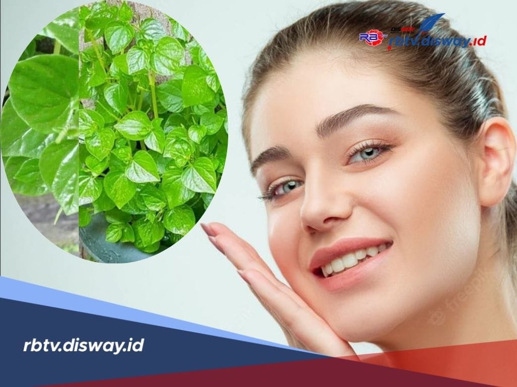 Tak Perlu Perawatan Mahal, Begini Cara Memutihkan Wajah dengan Daun Sirih Cina, Dijamin Ampuh