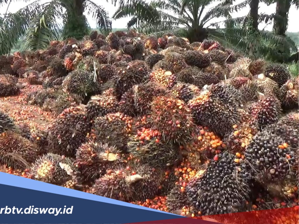 Penetapan TBS Kelapa Sawit Periode Mei, Harga Turun Jadi Rp 2.920 per Kilogram