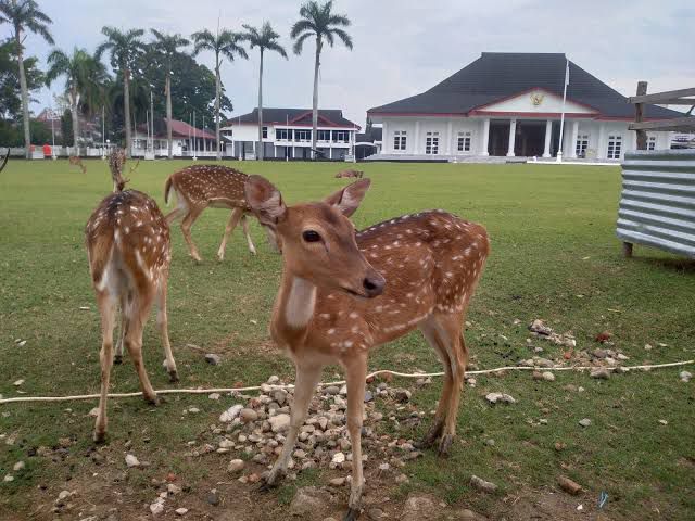 Masuk Program 100 Hari Kerja Helmi Hasan-Mian, Rusa di Balai Raya Semarak Bengkulu Pindah ke Sini
