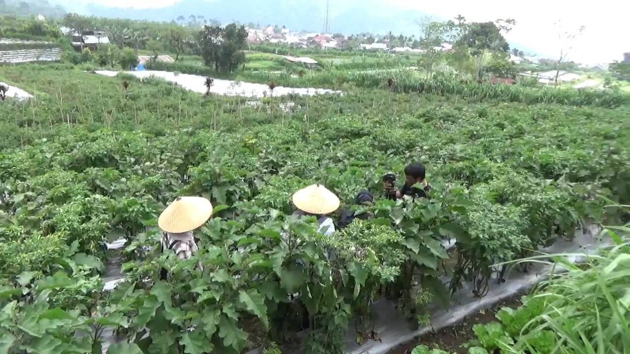 Kadis Pertanian: Hanya 7.749 Petani yang Berhak Menerima Pupuk Subsidi di Kepahiang