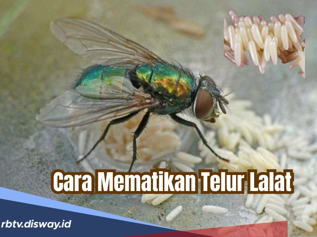 Cara Alami Mematikan Telur Lalat, Jangan Sampai Masuk ke Dalam Tubuh