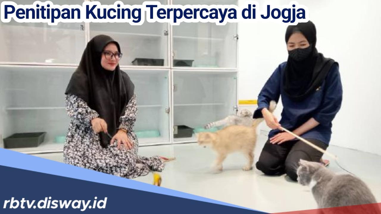 Terpercaya, Ini Rekomendasi Tempat Penitipan Kucing di Jogja, Murah Dengan Fasilitas yang Lengkap