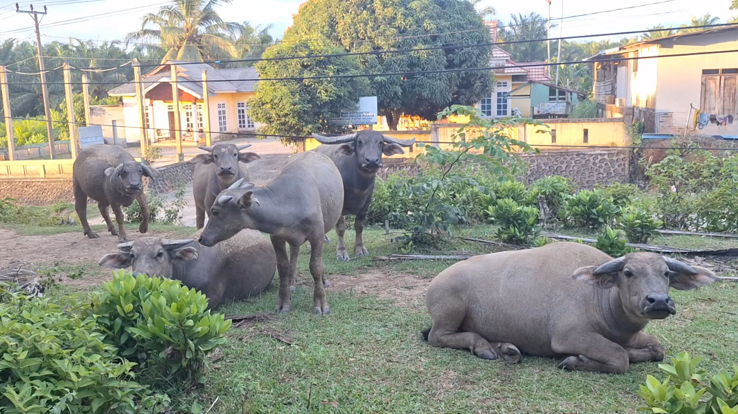 Kasus Wabah SE di Mukomuko Teratasi, Kini Nihil Laporan dari Peternak 