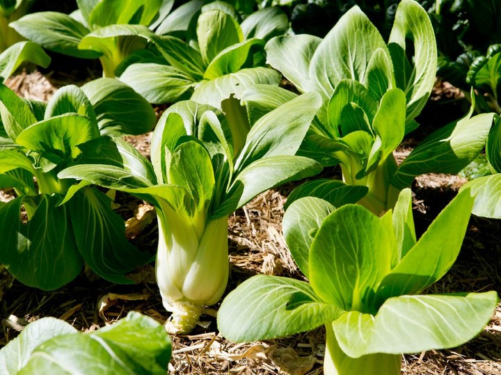 4 Tanaman Sayuran Yang Cepat Panen, Bisa Dipanen Dalam Hitungan Minggu