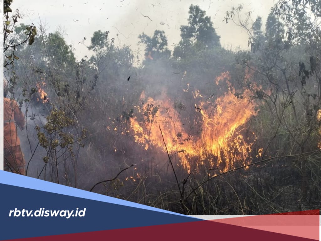 Waspada Kebakaran Hutan, BMKG Pantau Banyak Titik Panas di Kabupaten Lampung Bermunculan