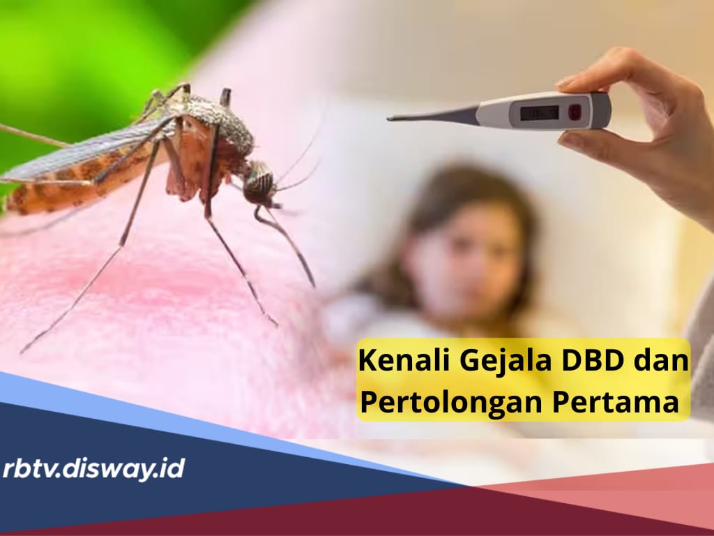 5 Pertolongan Pertama saat Terkena Demam Berdarah, Kenali Gejalanya