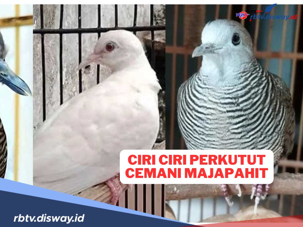 Kenali, Ciri-ciri Perkutut Cemani Majapahit, Dipercaya Jadi Simbol Keberuntungan dan Kekuatan