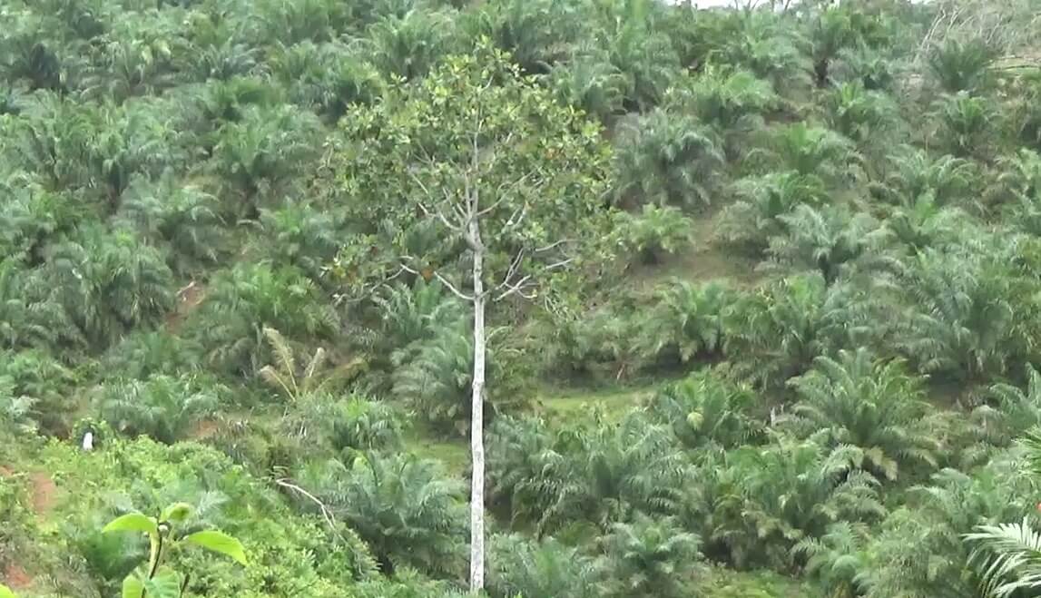 Disbun Bengkulu Utara Dapat 500 Kuota Penerbitan STDB untuk Petani Kelapa Sawit, Apa Keuntungannya?