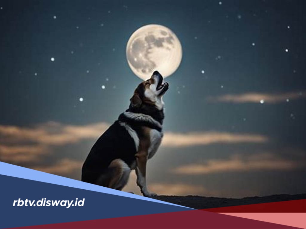 Mitos Anjing Menggonggong Saat Azan, Ternyata Ini Alasan Dibaliknya, Bikin Kuduk Merinding!