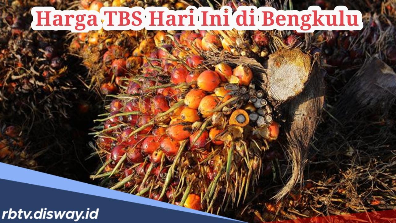 Petani Sawit Buruan Cek, Ini Update Harga Sawit di Bengkulu Hari Ini, Alami Kenaikan