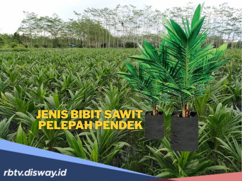 Jenis Bibit Kelapa Sawit Pelepah Pendek, Unggul dan Mudah Perawatan