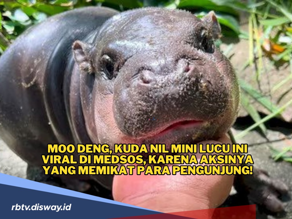 Moo Deng, Kuda Nil Mini Lucu Ini Viral di Medsos, Aksinya Sukses Memikat Para Pengunjung