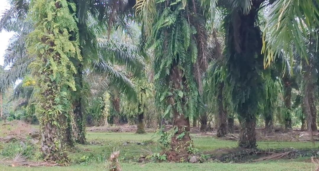 Dua Pencuri Sawit di Desa Padang Pandan Bengkulu Selatan Ditangkap