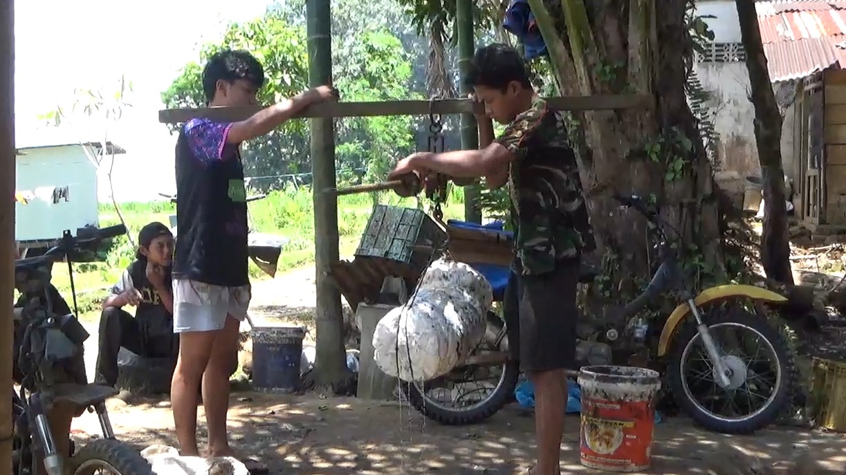 Harga Karet Tingkat Petani Meningkat, Tembus Rp 13.000 per Kilogramnya