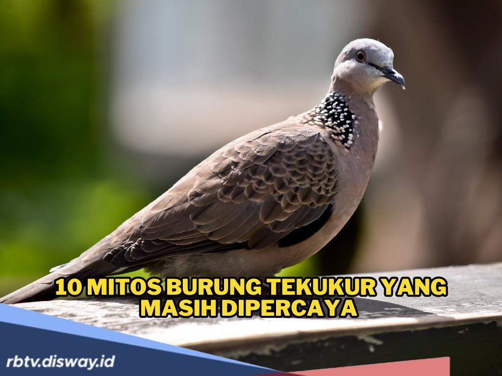 10 Mitos Burung Tekukur yang Masih Dipercaya Mengenai Rezeki, Gaib dan Pelindung Rumah