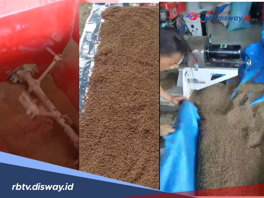 Pengelolaan Pakan Ikan Tawar di Kaur Sudah Siap, Tinggal Tunggu Izin Edar