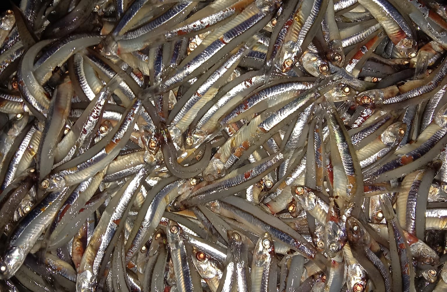 Fenomena Ribuan Ikan Teri Naik ke Darat Apakah Pertanda Buruk? Ini Penjelasannya