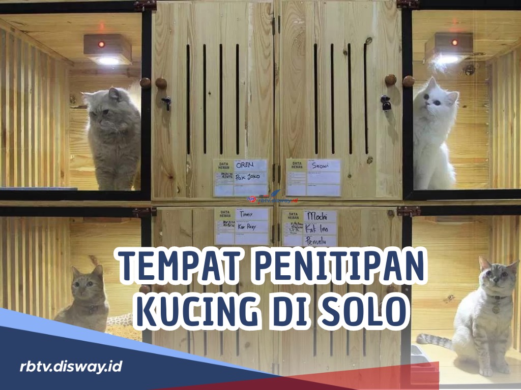 Pasti Amanah! Ini Rekomendasi Tempat Penitipan Kucing di Solo, Anabul Senang dan Nyaman