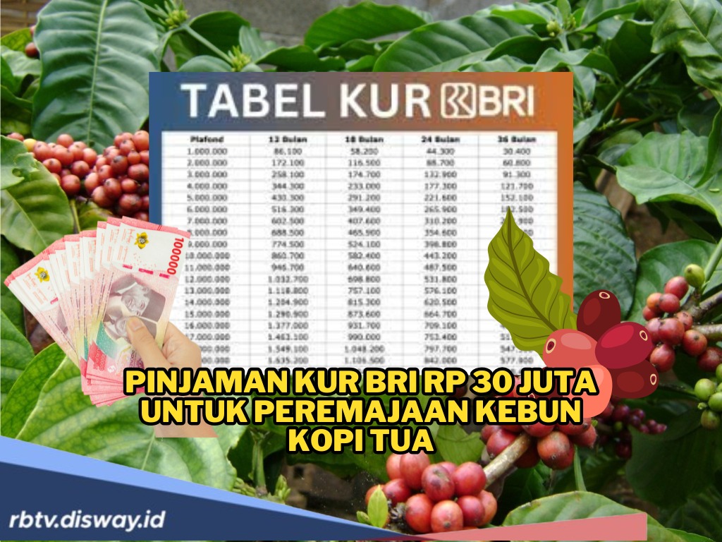 Pinjaman KUR BRI 2025 Rp30 Juta untuk Peremajaan Kebun, Begini Cara Pengajuan dan Simulasi Angsurannya