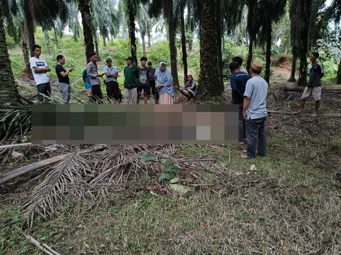 Pamitnya Cari Brondol, Kakek Ini Ditemukan Tewas di Kebun Sawit