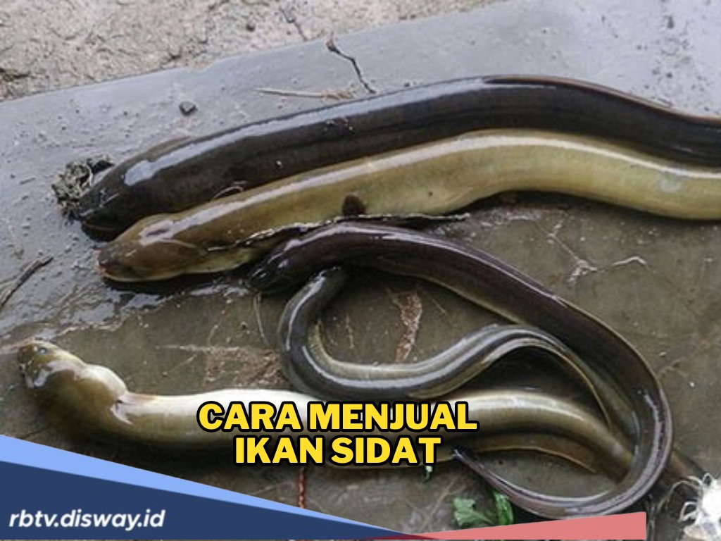 Begini Cara Menjual Ikan Sidat untuk Pebisnis Pemula agar Menembus Pasar Lokal hingga Internasional