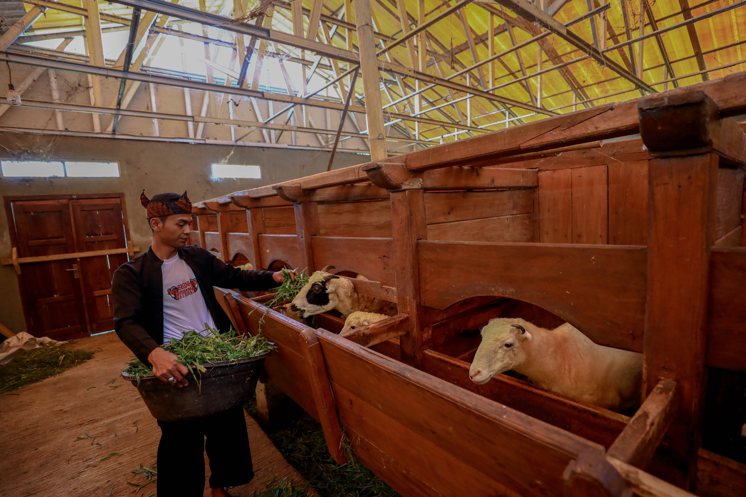Idul Adha Jadi Momentum, BRI Peduli Tingkatkan Produktivitas Peternak Domba di Desa BRILiaN Sukalaksana Garut