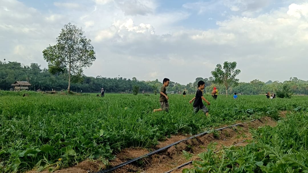 Sulap Sawah Kering Menjadi Kebun Semangka, Desa Lubuk Gio Berubah jadi Agrowisata 