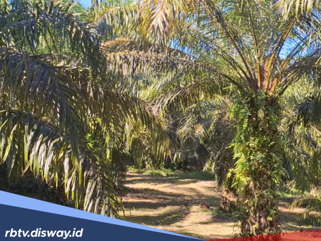 Biaya Subsidi Replanting Sawit Rakyat di Mukomuko Meningkat, Jadi Segini Per Hektare