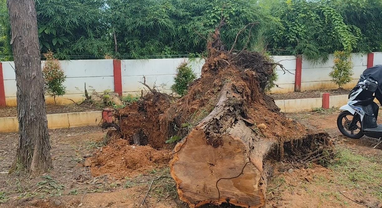 Pohon Tumbang di Lapangan Golf, Seorang Caddy Meninggal Dunia
