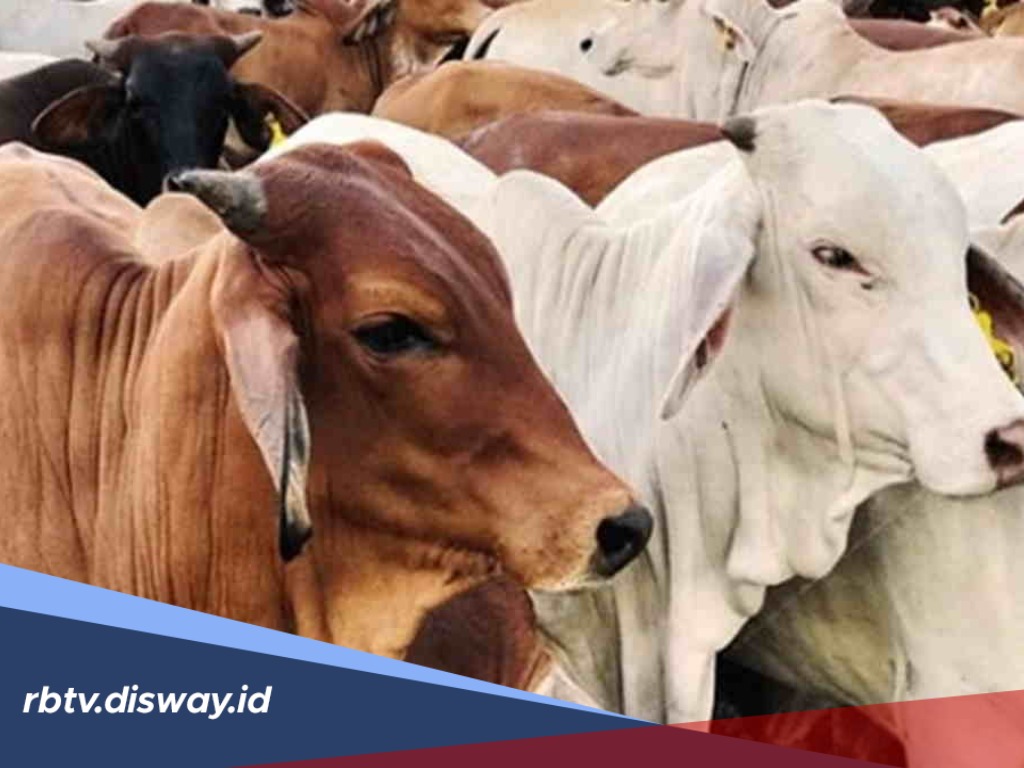 Cara Memilih Hewan Kurban Jenis Kambing dan Sapi yang Bagus dan Sehat