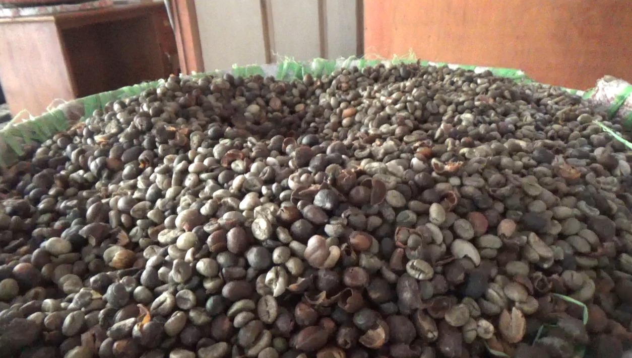 3 Juta Ton Kopi Bengkulu akan Diekspor ke Vietnam, Ini yang Dilakukan Pemprov Bengkulu