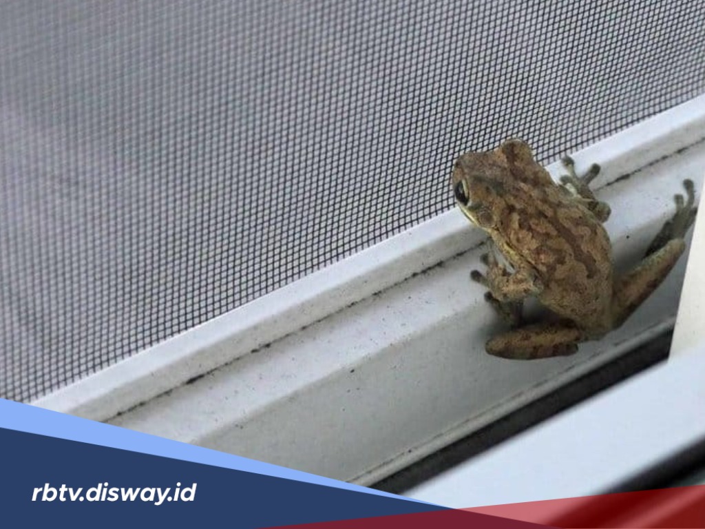 Katak Masuk Rumah,  Apakah akan Ditimpa Sial? Begini Pandangan Islam