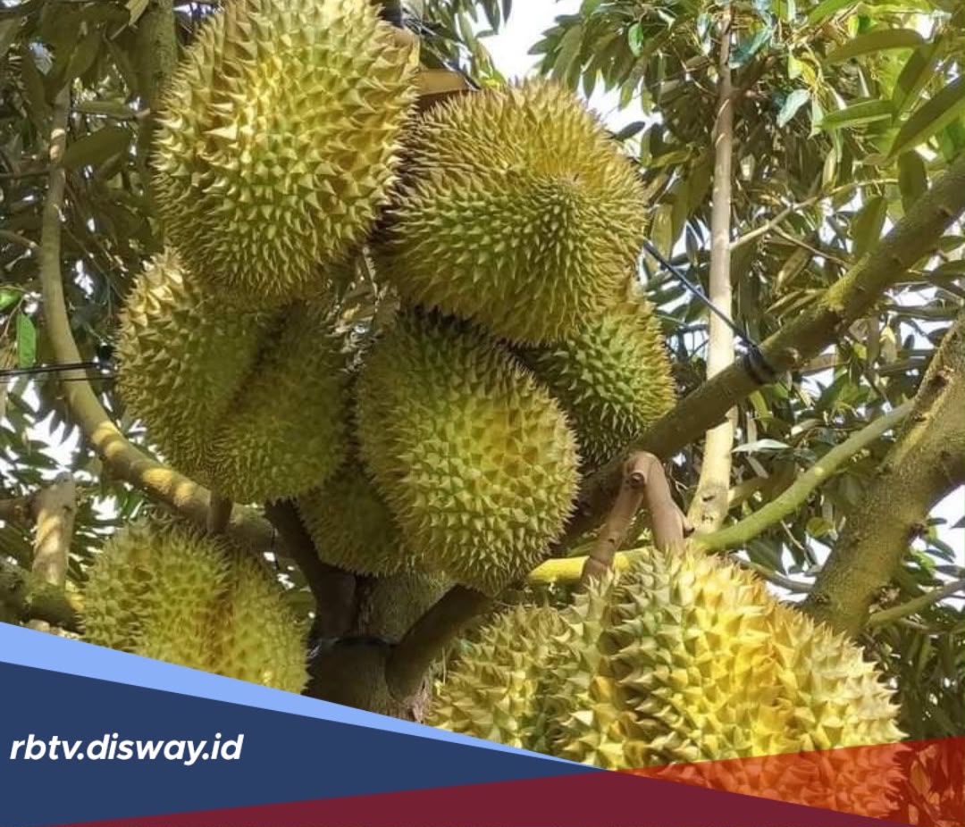Tips Perawatan Pohon Durian agar Cepat Berbuah 