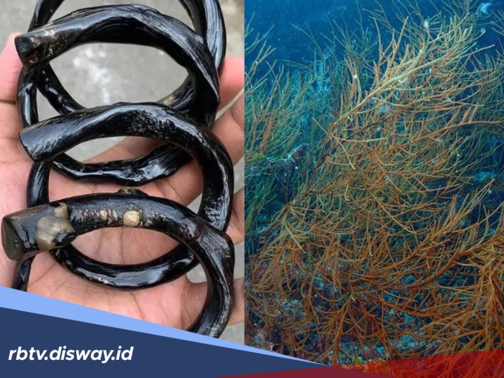 Terungkap! Begini Cara Membedakan Gelang Akar Bahar Asli dan Tiruan