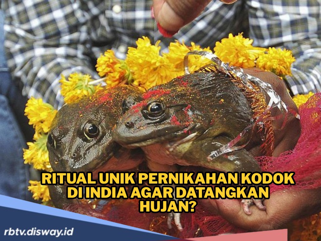 Ritual Aneh tapi Nyata, Ada Pernikahan Katak di India Layaknya Manusia