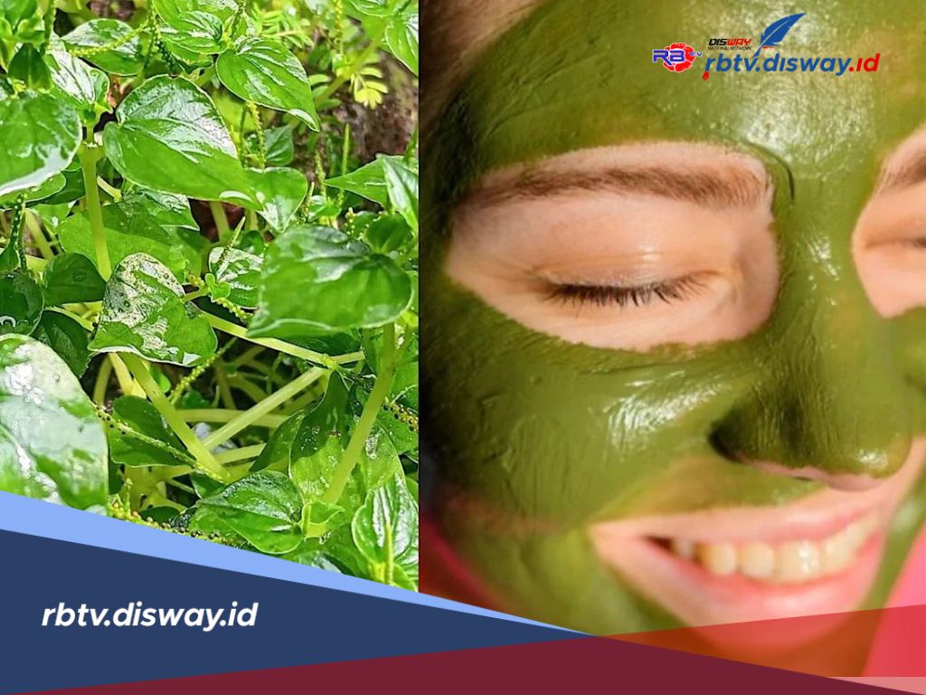Masker Wajah Alami Daun Sirih Cina dan Cara Membuatnya, Hempaskan Jerawat Memandel