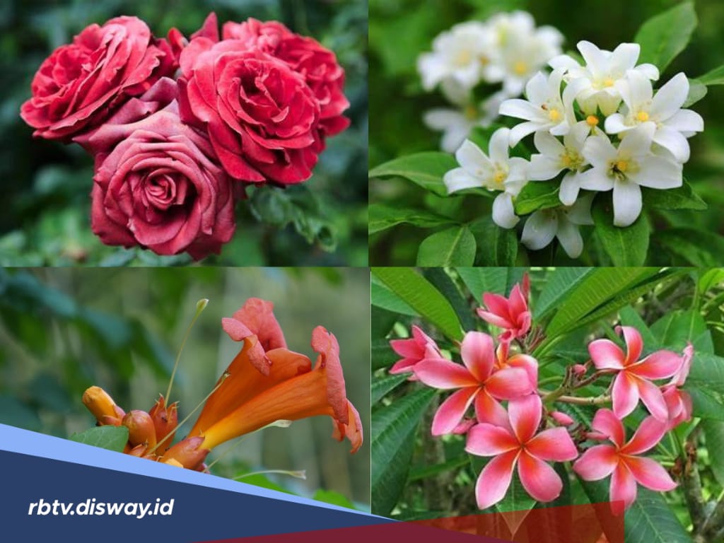 9 Bunga Ini Harus Dihindari di Depan Rumah Menurut Feng Shui, Bisa Bawa Sial dan Aura Buruk