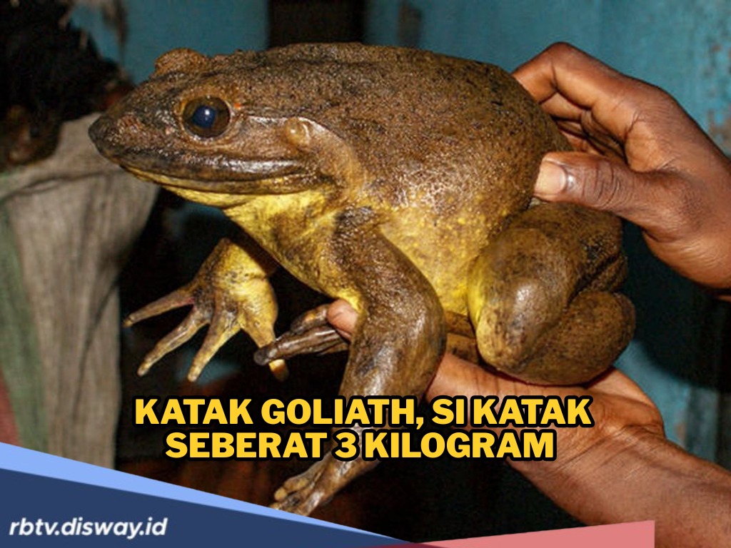 Katak Goliath Jadi Katak Raksasa di Dunia, Beratnya Seperti Bayi Baru Lahir, Bisa Hidup Hingga 15 Tahun