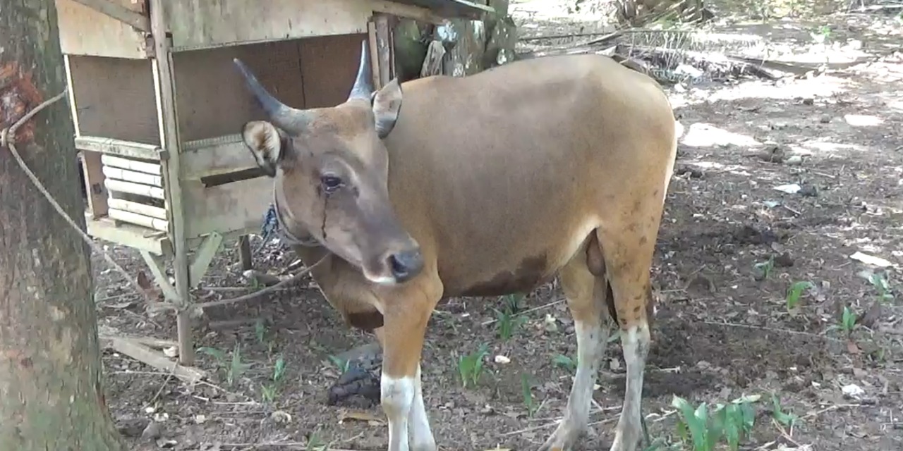 Cegah Penyebaran Virus PMK, Distan Seluma Siapkan 2.600 Vaksin