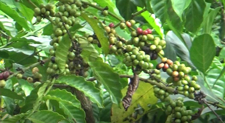 Gawat, Harga Kopi Turun Jadi Rp 50 Ribu per Kilogram, Ternyata Ini Penyebabnya