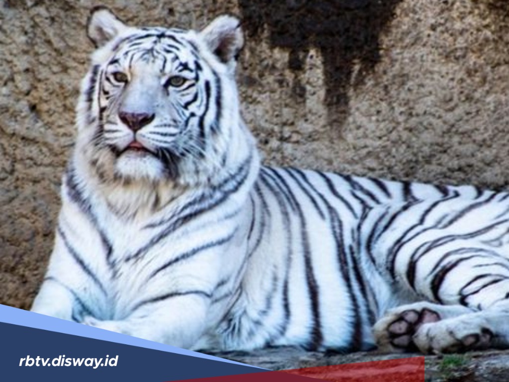 Kemampuan Pemilik Khodam Macan Putih Menurut Primbon Jawa