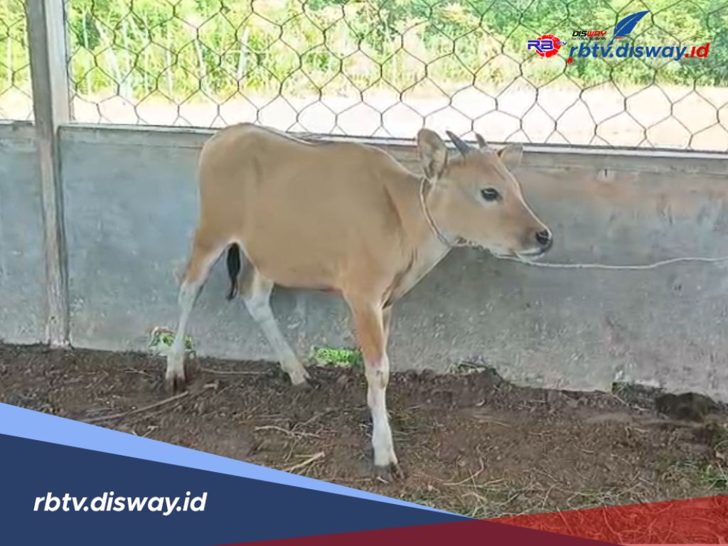 8 Ekor Ternak di Kaur Terjaring Operasi Satpol PP, Pemilik Wajib Bayar Tebusan Segini