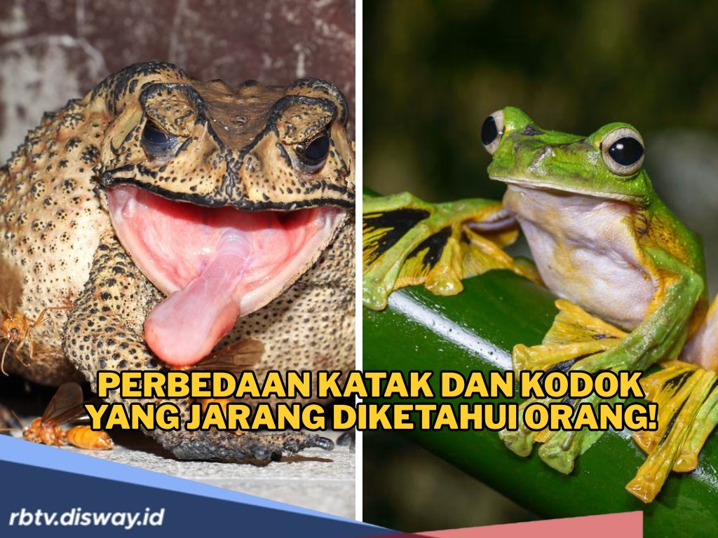 7 Perbedaan Katak dan Kodok yang Jarang Diketahui Orang