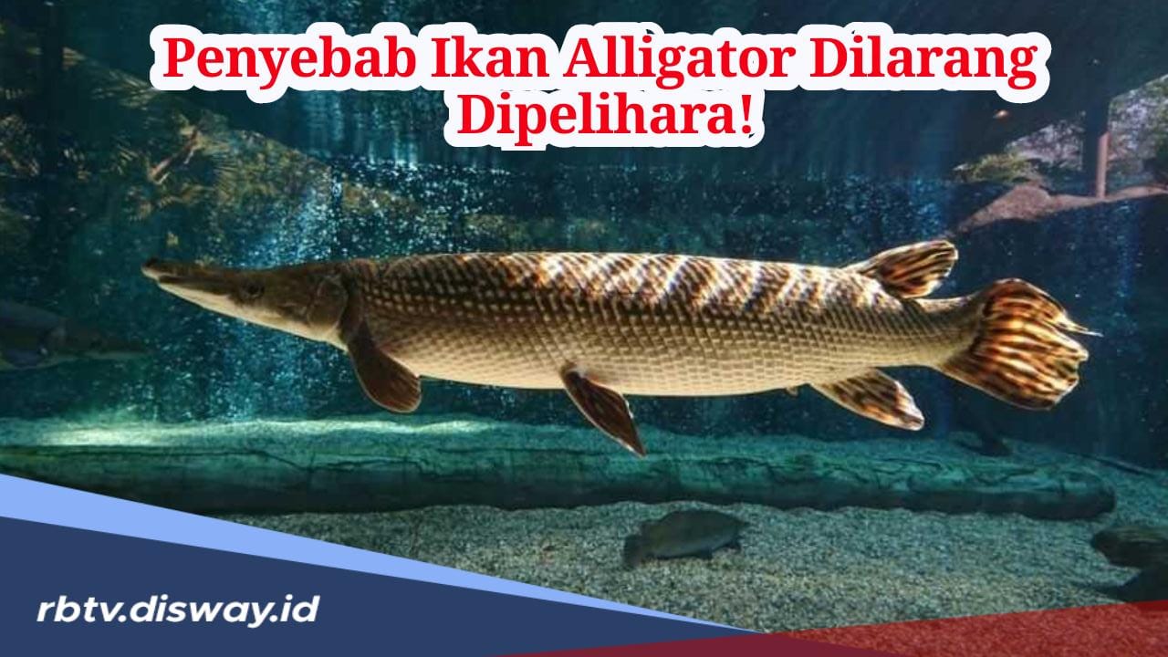 Ini Penyebab Kenapa Ikan Aligator Dilarang dan Berbahaya jika Dipelihara!